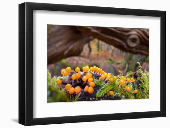 Eggs of Salmon slime mould, Padley Gorge, Derbyshire, UK-Alex Hyde-Framed Photographic Print