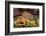 Eggs of Salmon slime mould, Padley Gorge, Derbyshire, UK-Alex Hyde-Framed Photographic Print