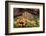 Eggs of Salmon slime mould, Padley Gorge, Derbyshire, UK-Alex Hyde-Framed Photographic Print