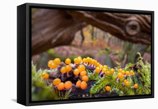 Eggs of Salmon slime mould, Padley Gorge, Derbyshire, UK-Alex Hyde-Framed Premier Image Canvas