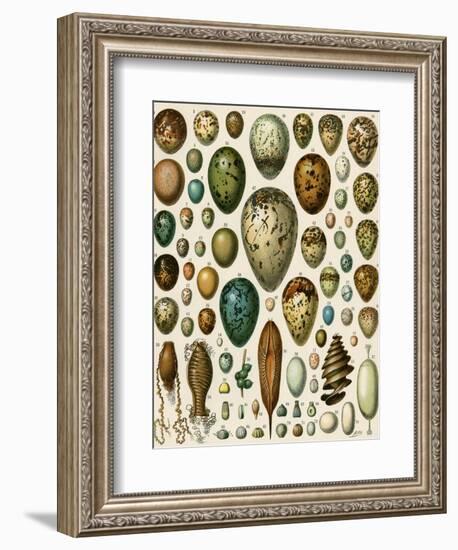 Eggs of Some Birds and Turtles, and Seed Cases of Bryophites and Some Other Plants-null-Framed Giclee Print