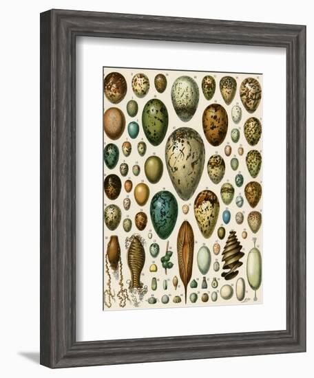 Eggs of Some Birds and Turtles, and Seed Cases of Bryophites and Some Other Plants-null-Framed Giclee Print