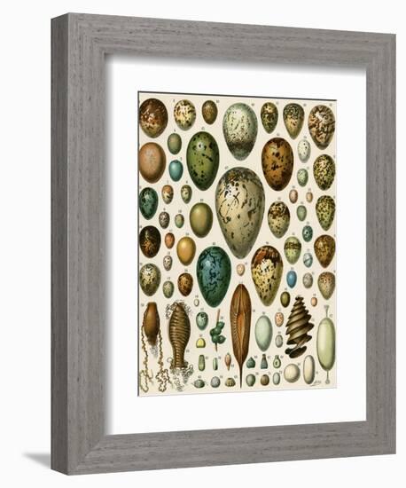 Eggs of Some Birds and Turtles, and Seed Cases of Bryophites and Some Other Plants-null-Framed Giclee Print