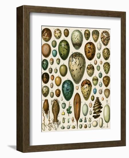 Eggs of Some Birds and Turtles, and Seed Cases of Bryophites and Some Other Plants--Framed Giclee Print