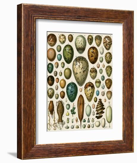 Eggs of Some Birds and Turtles, and Seed Cases of Bryophites and Some Other Plants-null-Framed Giclee Print