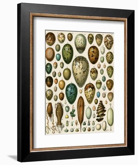 Eggs of Some Birds and Turtles, and Seed Cases of Bryophites and Some Other Plants-null-Framed Giclee Print