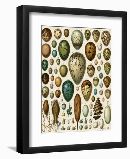 Eggs of Some Birds and Turtles, and Seed Cases of Bryophites and Some Other Plants-null-Framed Giclee Print