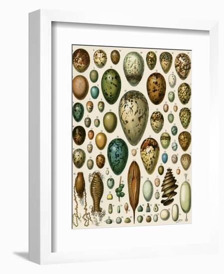 Eggs of Some Birds and Turtles, and Seed Cases of Bryophites and Some Other Plants-null-Framed Giclee Print