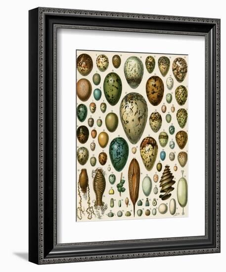 Eggs of Some Birds and Turtles, and Seed Cases of Bryophites and Some Other Plants-null-Framed Giclee Print