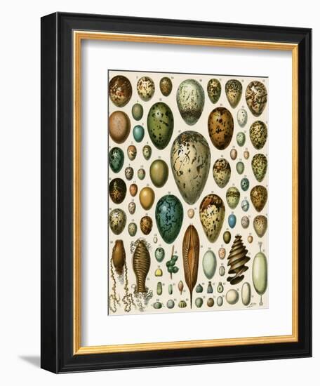 Eggs of Some Birds and Turtles, and Seed Cases of Bryophites and Some Other Plants-null-Framed Giclee Print