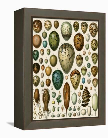Eggs of Some Birds and Turtles, and Seed Cases of Bryophites and Some Other Plants-null-Framed Premier Image Canvas
