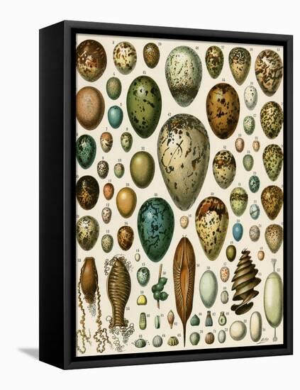 Eggs of Some Birds and Turtles, and Seed Cases of Bryophites and Some Other Plants-null-Framed Premier Image Canvas