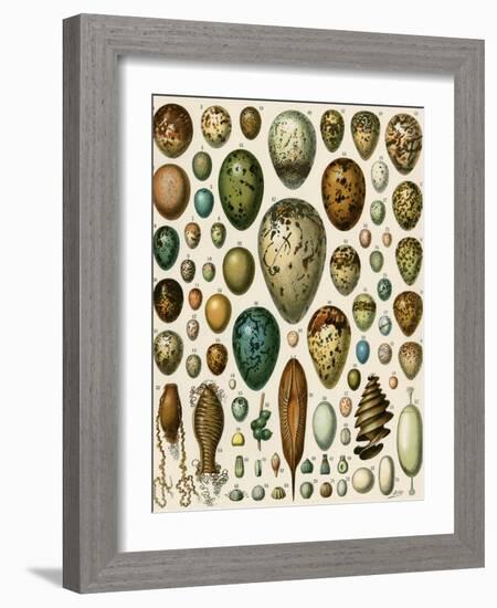 Eggs of Some Birds and Turtles, and Seed Cases of Bryophites and Some Other Plants-null-Framed Giclee Print