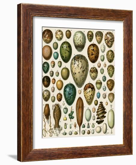 Eggs of Some Birds and Turtles, and Seed Cases of Bryophites and Some Other Plants-null-Framed Giclee Print