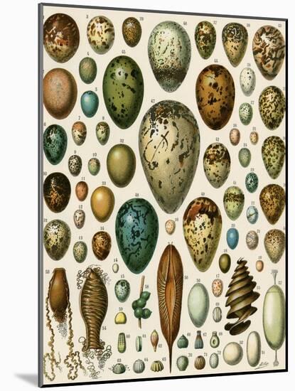 Eggs of Some Birds and Turtles, and Seed Cases of Bryophites and Some Other Plants-null-Mounted Giclee Print