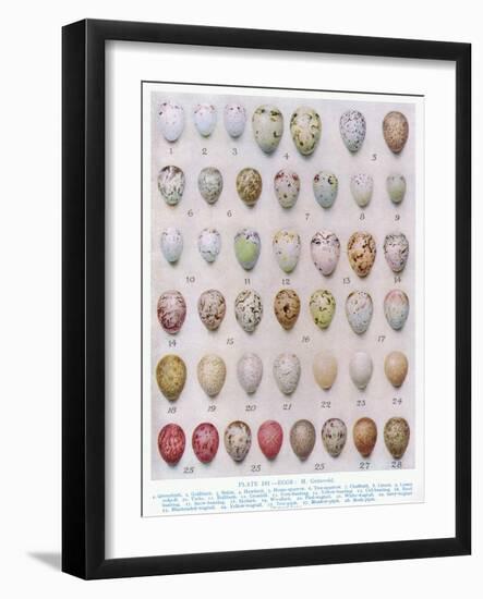 Eggs of the Crow Family, Illustration from 'British Birds' by Kirkman and Jourdain, 1966-Hendrik Gronvold-Framed Giclee Print