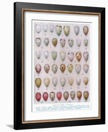 Eggs of the Crow Family, Illustration from 'British Birds' by Kirkman and Jourdain, 1966-Hendrik Gronvold-Framed Giclee Print