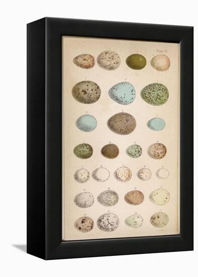 Eggs of Two Dozen Birds-null-Framed Premier Image Canvas