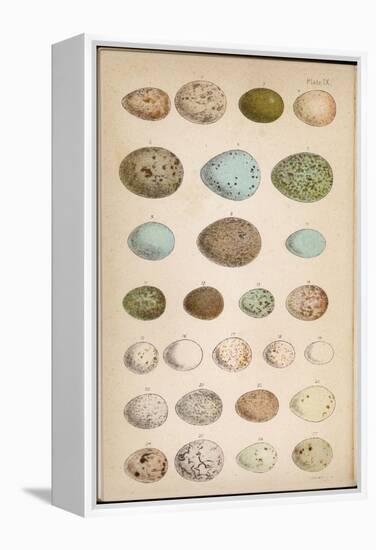 Eggs of Two Dozen Birds-null-Framed Premier Image Canvas