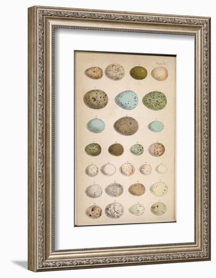 Eggs of Two Dozen Birds-null-Framed Photographic Print