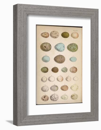 Eggs of Two Dozen Birds-null-Framed Photographic Print