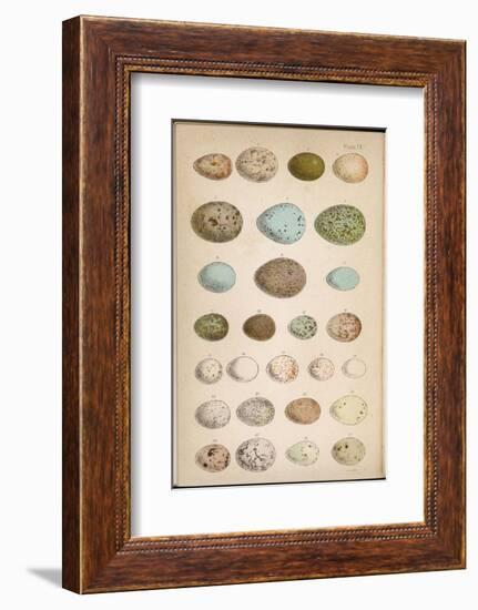 Eggs of Two Dozen Birds-null-Framed Photographic Print