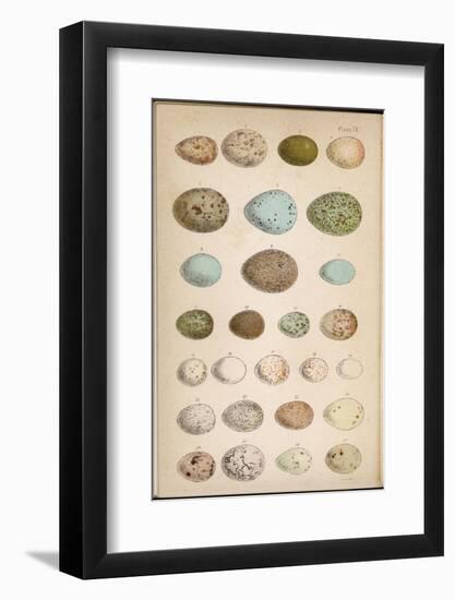 Eggs of Two Dozen Birds-null-Framed Photographic Print