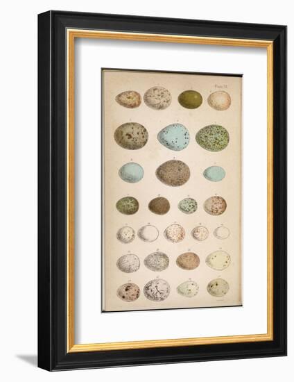 Eggs of Two Dozen Birds-null-Framed Photographic Print