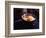 Eggs on the Gas Stove-Pam Ingalls-Framed Giclee Print