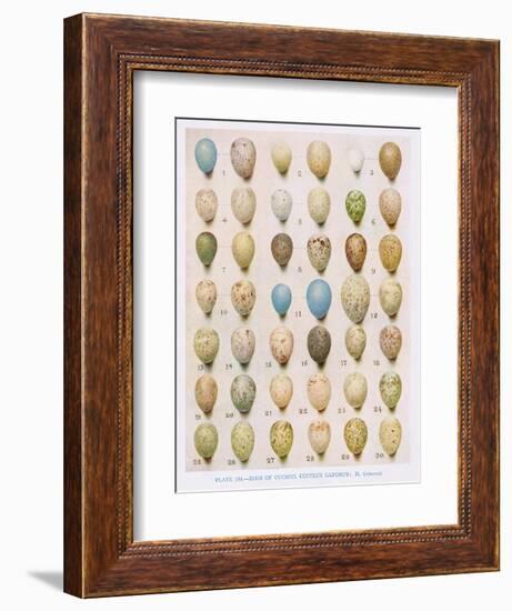 Eggs:Willow Warbler:Wood Warbler:Etc, Illustration from 'British Birds' by Kirkman and Jourdain,…-Hendrik Gronvold-Framed Giclee Print