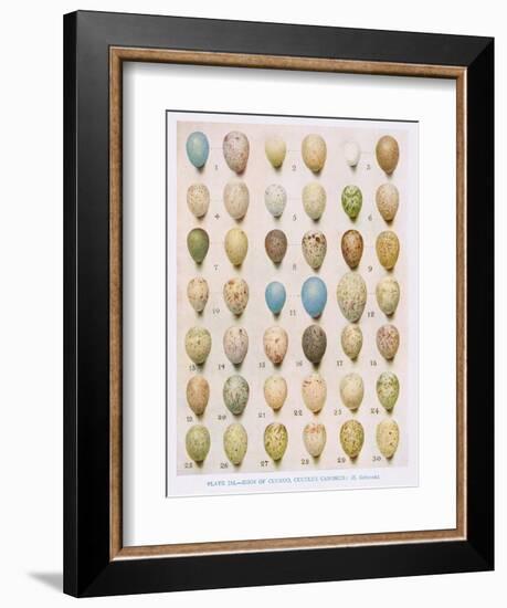 Eggs:Willow Warbler:Wood Warbler:Etc, Illustration from 'British Birds' by Kirkman and Jourdain,…-Hendrik Gronvold-Framed Giclee Print