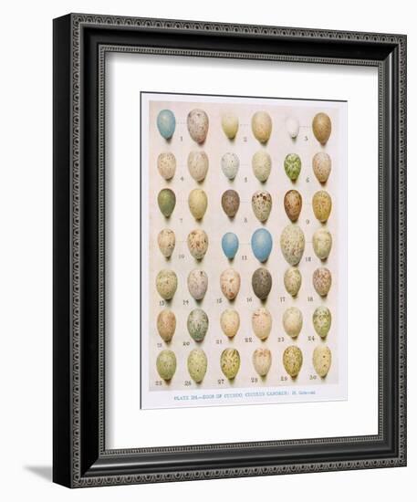 Eggs:Willow Warbler:Wood Warbler:Etc, Illustration from 'British Birds' by Kirkman and Jourdain,…-Hendrik Gronvold-Framed Giclee Print