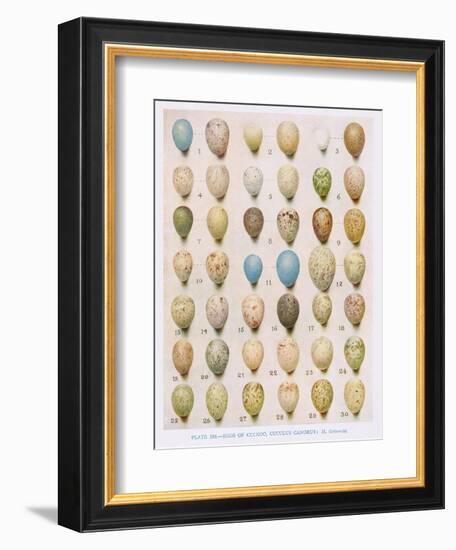 Eggs:Willow Warbler:Wood Warbler:Etc, Illustration from 'British Birds' by Kirkman and Jourdain,…-Hendrik Gronvold-Framed Giclee Print