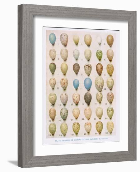 Eggs:Willow Warbler:Wood Warbler:Etc, Illustration from 'British Birds' by Kirkman and Jourdain,…-Hendrik Gronvold-Framed Giclee Print