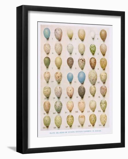 Eggs:Willow Warbler:Wood Warbler:Etc, Illustration from 'British Birds' by Kirkman and Jourdain,…-Hendrik Gronvold-Framed Giclee Print