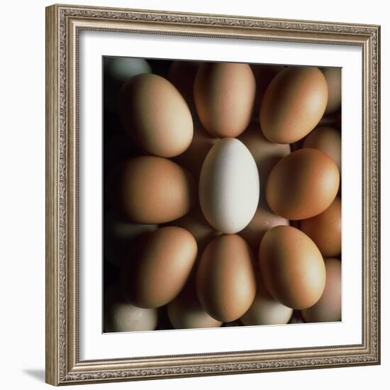 Eggs-Tek Image-Framed Premium Photographic Print