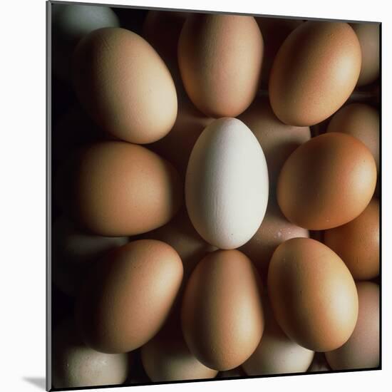 Eggs-Tek Image-Mounted Premium Photographic Print