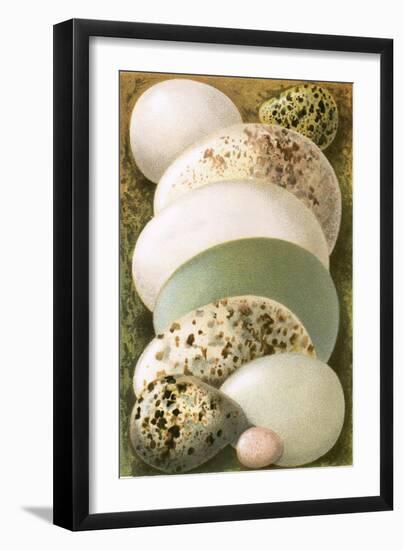 Eggs-English-Framed Giclee Print