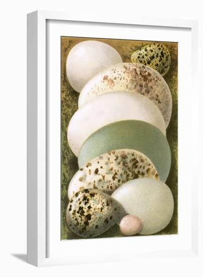 Eggs-English-Framed Giclee Print