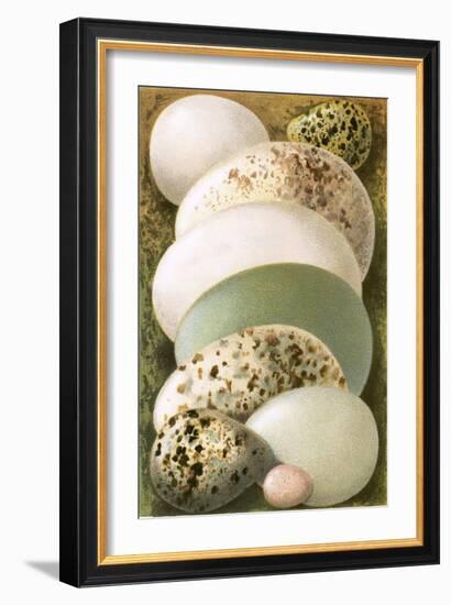 Eggs-English-Framed Giclee Print