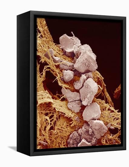 Eggshell-Micro Discovery-Framed Premier Image Canvas