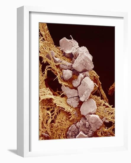 Eggshell-Micro Discovery-Framed Photographic Print