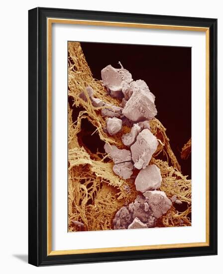 Eggshell-Micro Discovery-Framed Photographic Print