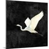 Egret Alighting II Flipped Black-Kathrine Lovell-Mounted Art Print