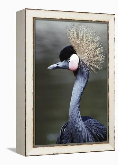 Egret Bird-null-Framed Premier Image Canvas