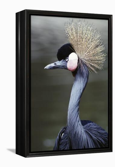 Egret Bird-null-Framed Premier Image Canvas