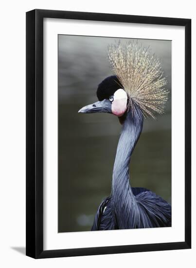 Egret Bird-null-Framed Photographic Print