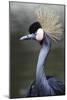 Egret Bird-null-Mounted Photographic Print