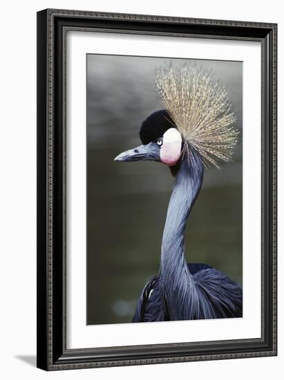 Egret Bird-null-Framed Photographic Print