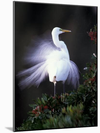 Egret Breeding Plumage, Venice, Florida, USA-Art Wolfe-Mounted Photographic Print